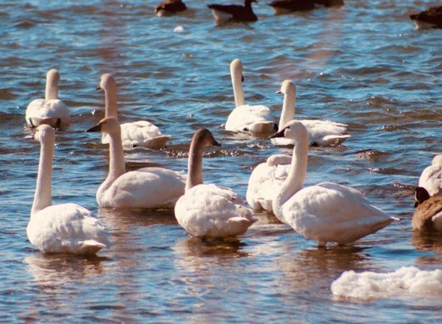 geese on the water