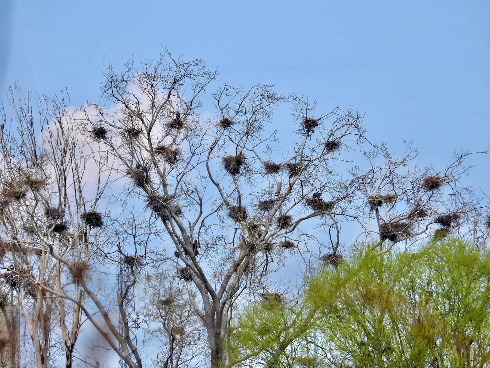 Nests in a tree