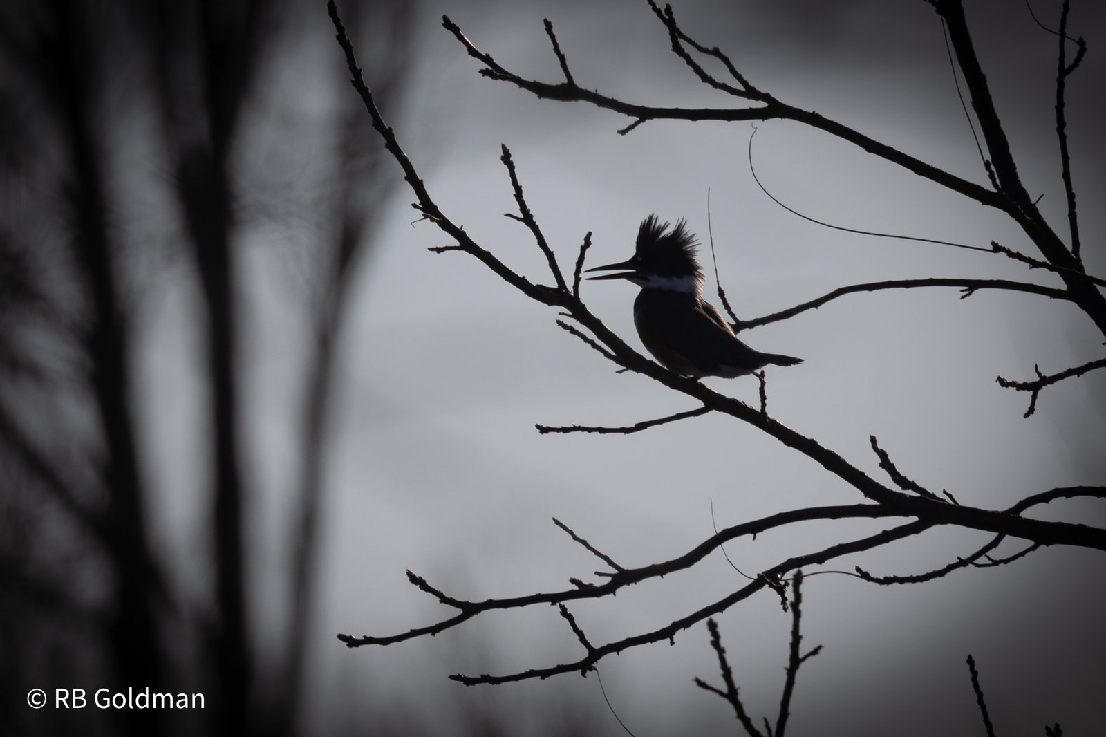 Silhouetted bird in a tree