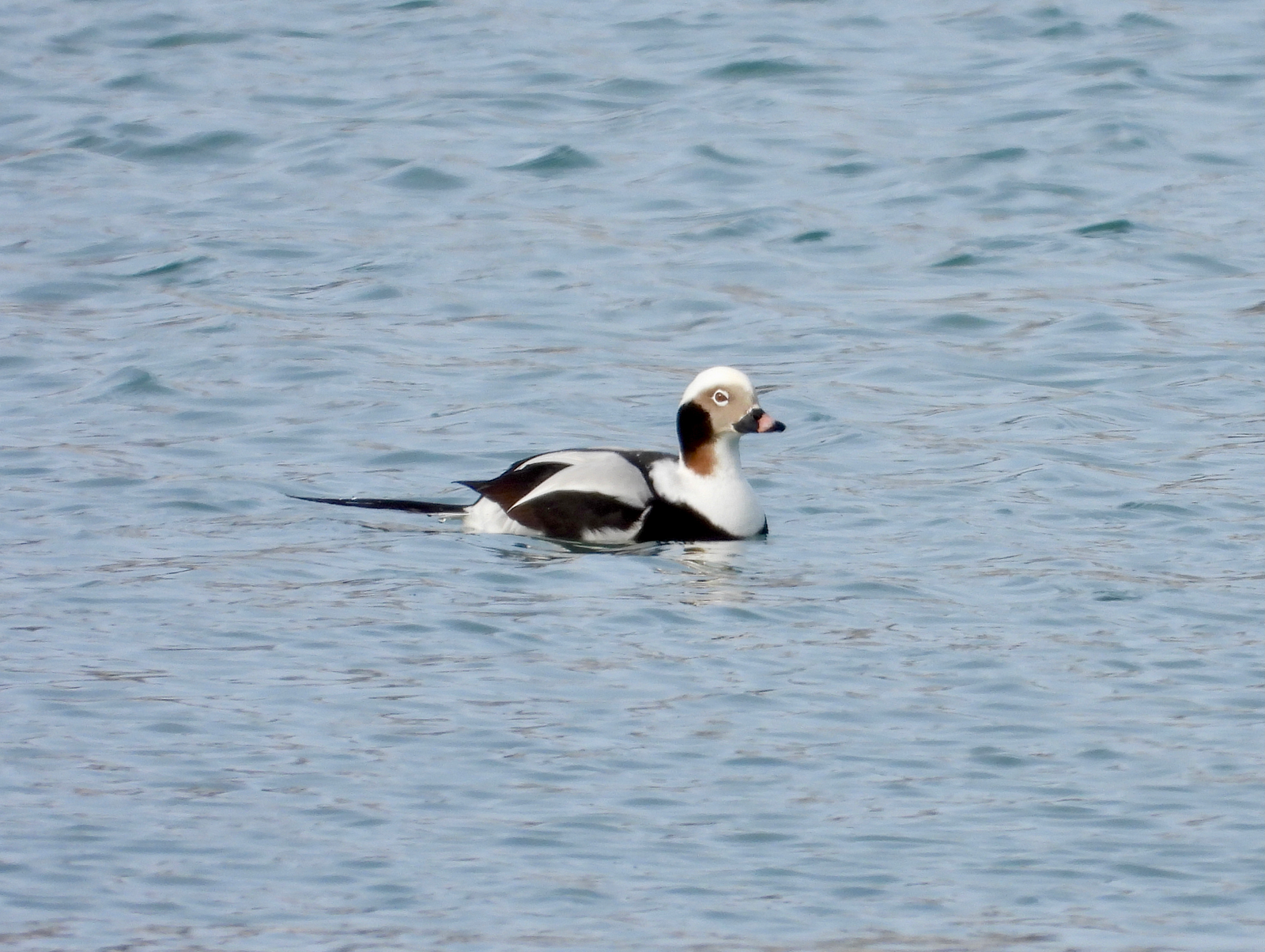 Duck on the water