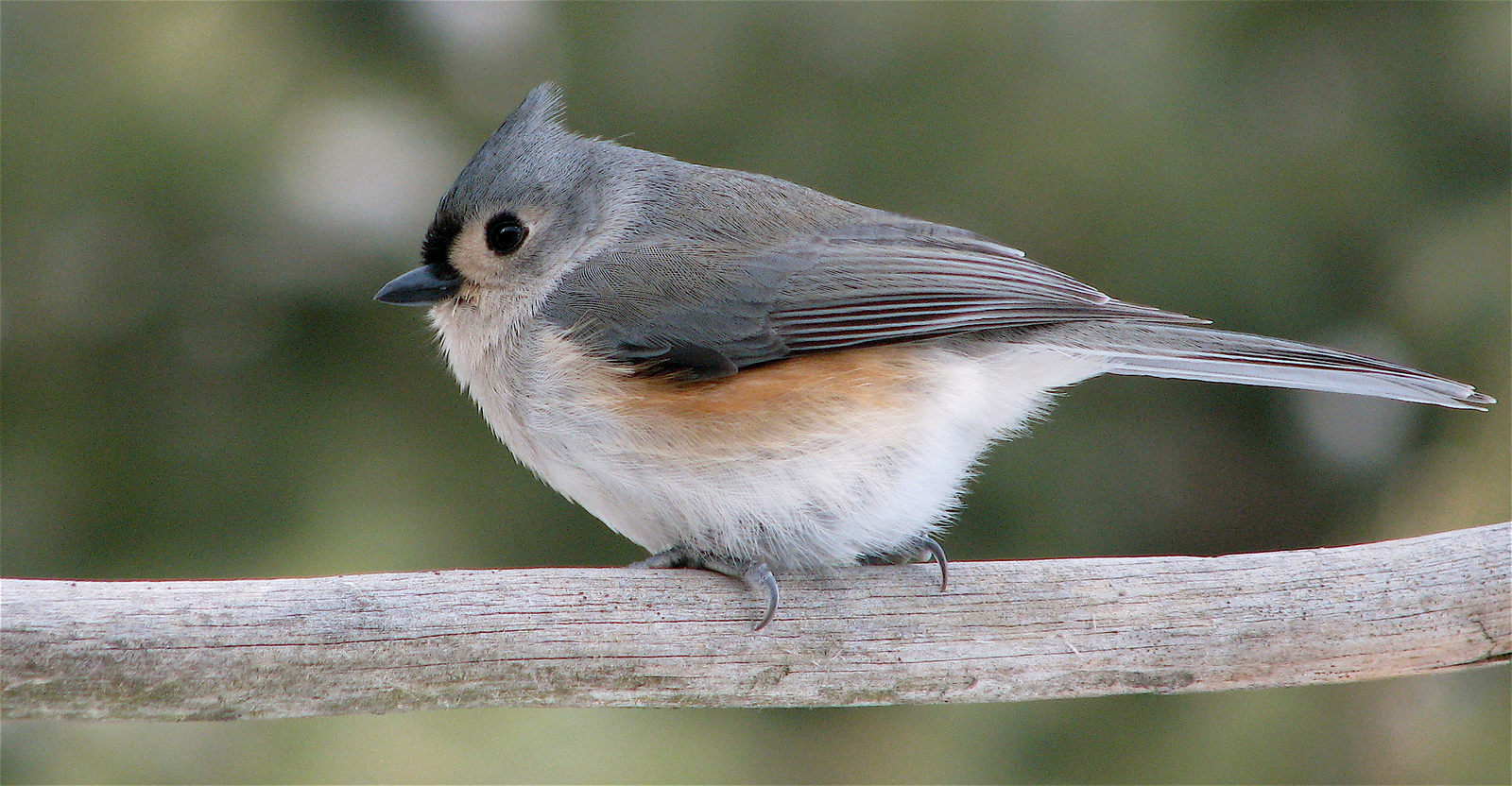 Bird on a branch