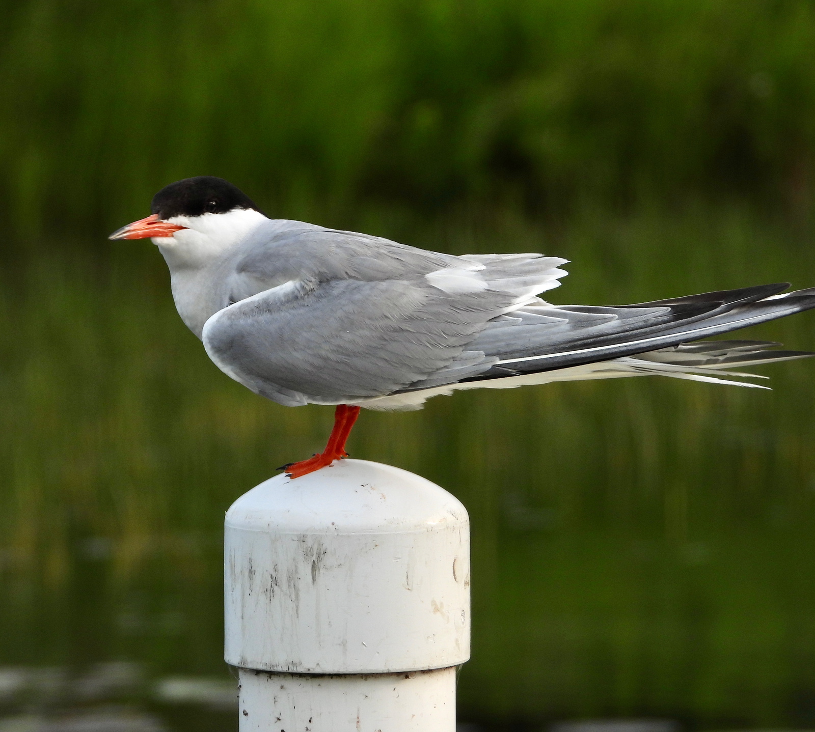 Bird on a pipe