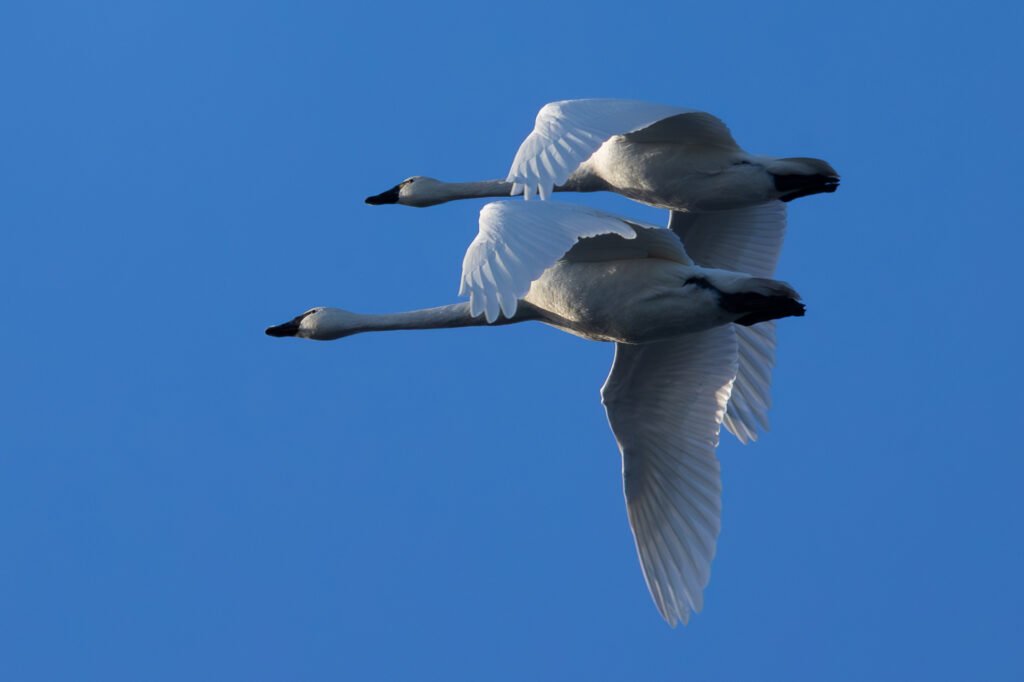 Tundra Swan