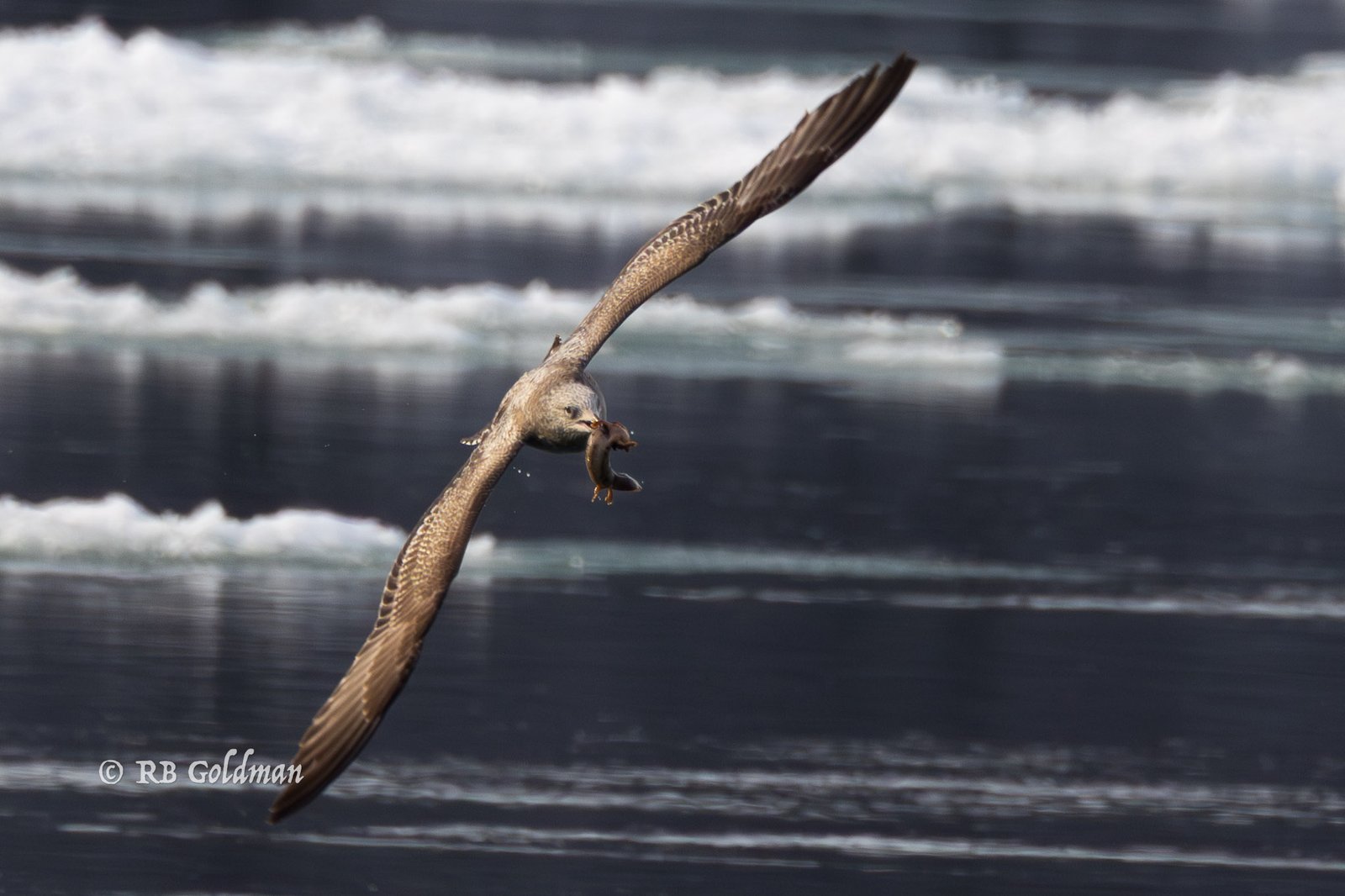 gull with mudpuppy