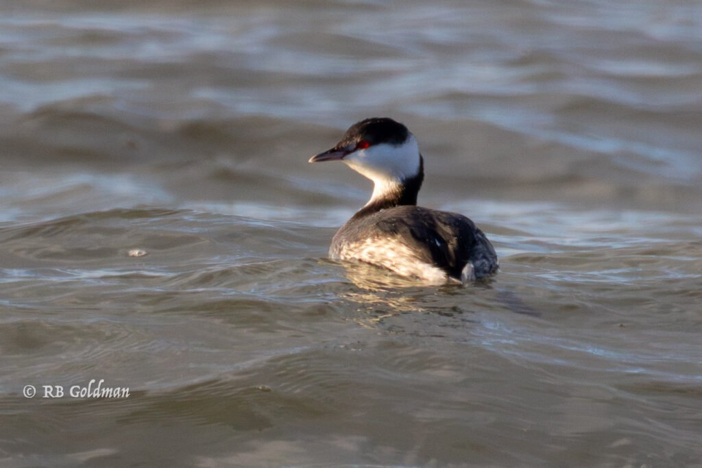 Pied billed grebe winter plummage