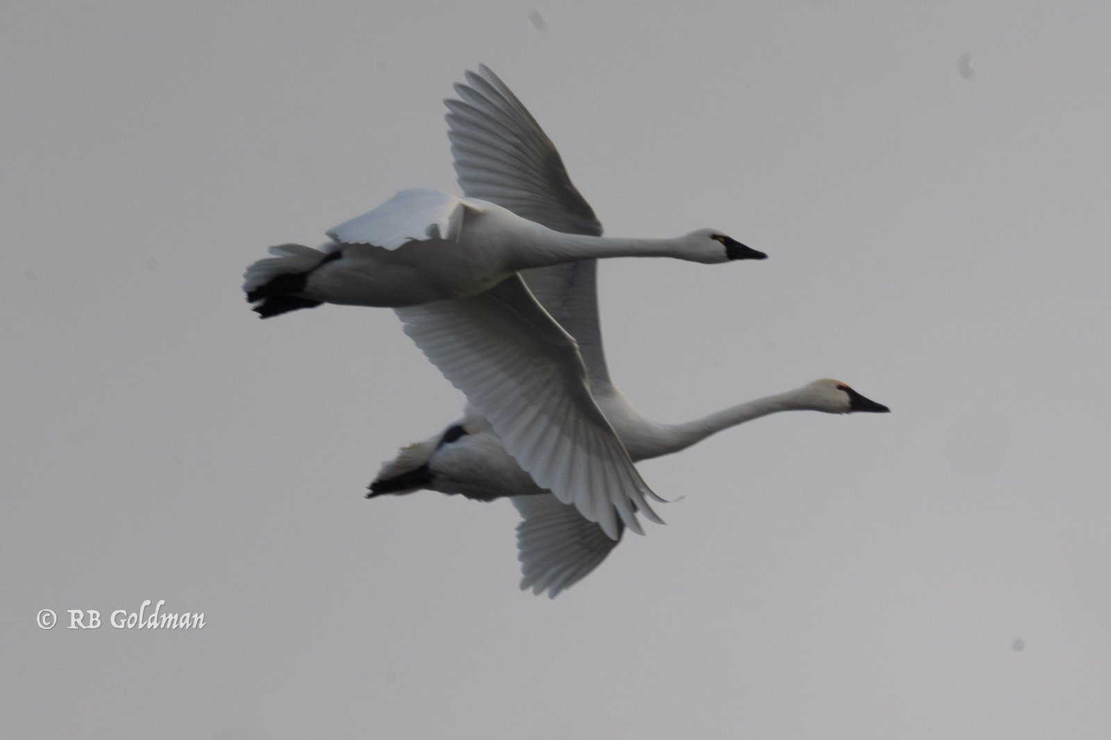 tundra swan flying